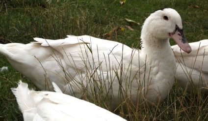 Duck descriere rasa Mulard și de reproducere la domiciliu (fotografii și mărturii)