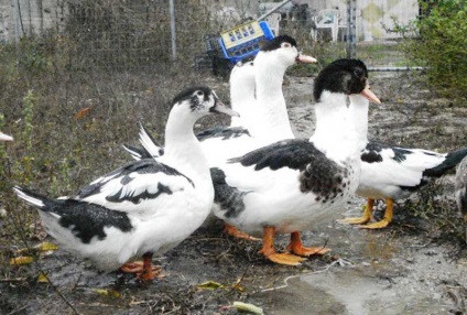 Duck descriere rasa Mulard și reproducere la domiciliu (fotografii și mărturii) (diluție) Duck descriere rasa Mulard și de reproducere la domiciliu (fotografii și mărturii)