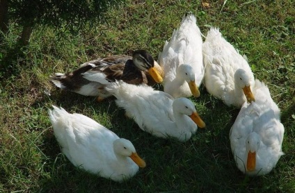 Duck descriere rasa Mulard și reproducere la domiciliu (fotografii și mărturii) (descriere) Duck descriere rasa Mulard și de reproducere la domiciliu (fotografii și mărturii)