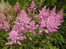Îngrijire Astilbe Astilbe condiții de creștere și anumite tipuri de plante de gradina de îngrijire (în creștere) Îngrijire Astilbe Astilbe condiții de creștere și a anumitor tipuri de îngrijire de plante de grădină
