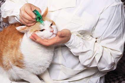 pisici ochi de îngrijire (pisici) Ingrijirea Ochilor Cat
