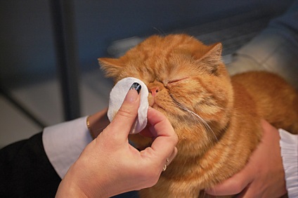pisici ochi de îngrijire (pisici) Ingrijirea Ochilor Cat