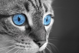 Cat Eye (ochi) îngrijire Ingrijirea Ochilor Cat
