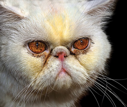 Cat Eye (ochi) îngrijire Ingrijirea Ochilor Cat