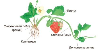 Îngrijire după plantare căpșuni (după) Îngrijire după plantare căpșuni