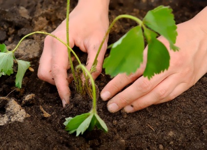 Îngrijire după plantare căpșuni (după) Îngrijire după plantare căpșuni
