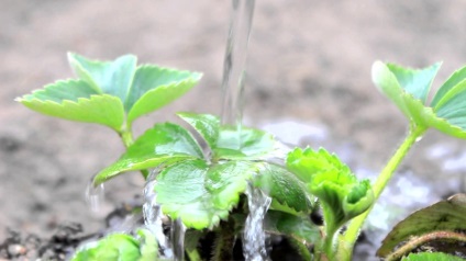 Îngrijire după plantare căpșuni (după) Îngrijire după plantare căpșuni