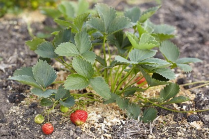 Îngrijire după plantare căpșuni (îngrijire) Îngrijire după plantare căpșuni