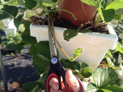 Îngrijire după plantare căpșuni (după) Îngrijire după plantare căpșuni