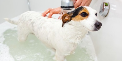 Îngrijirea catelus Dzhek Rassel Terrier, gapvill (gapvill) Grija pentru un catelus Dzhek Rassel Terrier, gapvill
