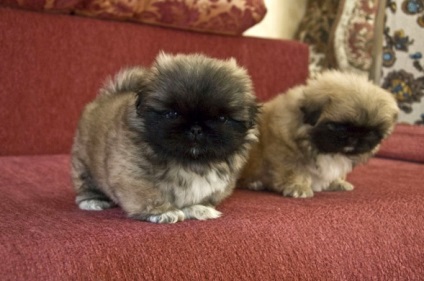 Grija pentru un Pechinez catelus (nici un caz nu ar trebui să fie) Grija pentru un catelus Pekinese