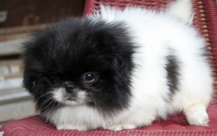 Grija pentru un Pechinez catelus (ar trebui să fie luate nici un caz) Grija pentru un catelus Pekinese