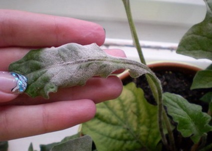 Grija pentru flori tăiate și buchete de gerbera (îngrijire) Grija pentru flori tăiate și buchete de gerbera