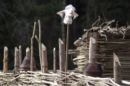 Du-te la pădure și nu merg (go) Du-te la pădure și nu merg