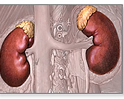 Uzi ultrasunete adrenal pentru toți! (Adrenal Uzi) Uzi ultrasunete suprarenale pentru toată lumea!