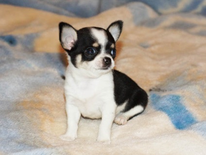 tabel lunar Greutate Chihuahua (lunar) tabel lunar Greutate Chihuahua