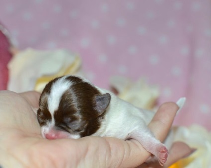 Greutate si inaltime Chihuahua pui de luni de zile, masa - o fotografie de pui de lună 1 - 12 (a se vedea tabelul) Greutatea și înălțimea de pui chihuahua de luni de zile, masa - o fotografie de pui de luni de zile la 1 la 12
