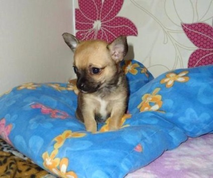 Greutatea și înălțimea de pui chihuahua de luni de zile, masa - o fotografie de pui de o lună de la 1 la 12 (luni) Greutatea și înălțimea de pui chihuahua de luni de zile, masa - o fotografie de pui de luni de zile la 1 la 12