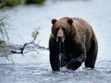 Speciile de urși fotografia și numele (specii) Speciile de urși imagine și un nume