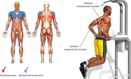 Tipuri de push-up-uri pe diferite grupe de mușchi, cu imagini (diferite) Tipuri de push-up-uri pe grupe musculare diferite, cu imagini