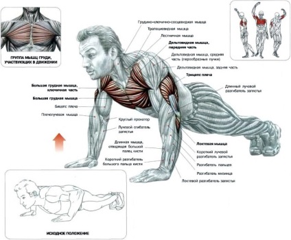 Tipuri de push-up-uri pe diferite grupe de mușchi, cu imagini (diferite) Tipuri de push-up-uri pe grupe musculare diferite, cu imagini