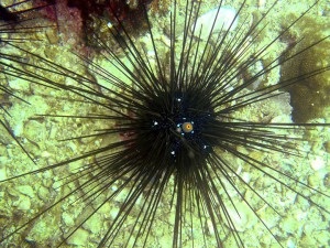 Ai călcat pe o mare Urchin ce să facă gimnastică și yogaterapiya (urcat pe un arici de mare) Ai călcat pe o mare Urchin ce să facă gimnastică și yogaterapiya