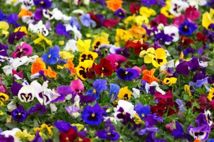 plantare Viola, îngrijire, tipuri de viola (specii) Viola plantare, ingrijire, tipuri de viols