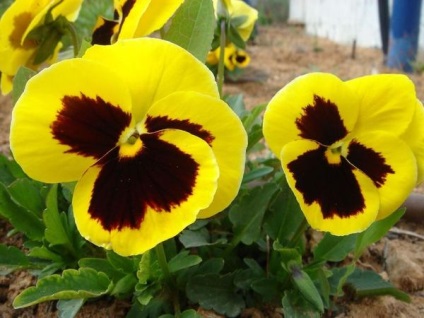 Viola plantare, ingrijire, tipuri de viols