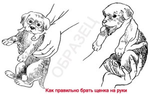 Ai adus acasă catelusul (au adus acasă catelus) Ai adus acasă catelus