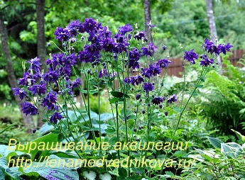 Cultivarea de semințe Aquilegia acasă foto și video (semințe) Cultivarea semințelor aquilegia de fotografii și de videoclipuri