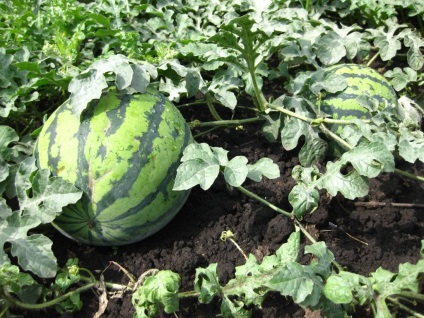 Cultivarea pepene verde în suburbiile în câmp deschis (în aer liber) Cultivarea pepene verde în suburbiile în câmp deschis