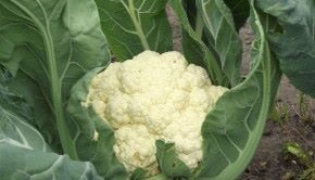 Cultivarea broccoli in casa (broccoli) Cultivarea broccoli la domiciliu
