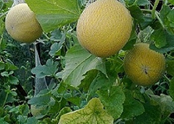 Cultivarea pepeni din Siberia (Siberia) Cultivarea pepeni din Siberia