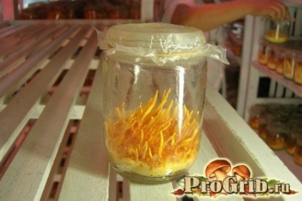 Cordyceps cultivare (substanță activă biologic) cultivarea Cordyceps