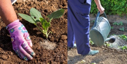 Cultivarea de varză chinezească în Siberia, în special de plantare și întreținere (Beijing) Cultivarea de varză chinezească în Siberia, în special de plantare și întreținere