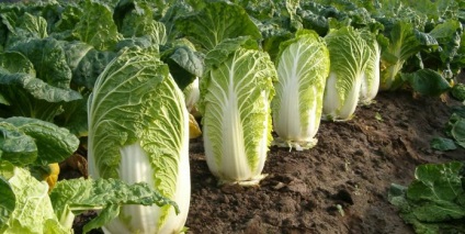 Cultivarea de varză chinezească, în Siberia, în special de aterizare și decolare (varză) Cultivarea de varză chinezească în Siberia, în special de plantare și întreținere