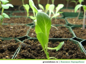 Cultivarea ridiche pe pervazul ferestrei (ridiche pe balcon) Cultivarea ridichi pe un pervaz