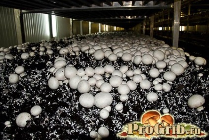 Cultivarea ciupercilor ca o alegere de afaceri de facilități, fluxul de proces și descrierea etapelor (ciuperci) Cultivarea ciupercilor ca o alegere de afaceri de facilități, fluxul de proces și descrierea etapelor