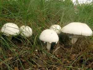 Cultivarea ciupercilor în grădină acasă (așternut uree superfosfat alabastru) Cultivarea ciupercilor în grădină acasă