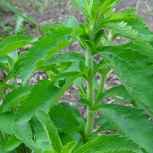 Cultivarea Stevia - o grădină fără griji (gradina) Cultivarea Stevia - o grădină fără griji