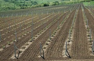 Cultivarea strugurilor în centura de mijloc, sfaturi pentru începători (medie) Cultivarea strugurilor în centura de mijloc, sfaturi pentru incepatori
