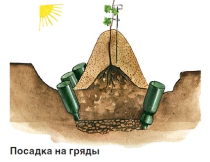 Cultivarea strugurilor în centura de mijloc, sfaturi pentru începători (sfaturi) Cultivarea strugurilor în centura de mijloc, sfaturi pentru incepatori