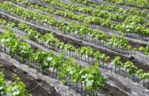 Cultivarea strugurilor în centura de mijloc, sfaturi pentru începători (medie) Cultivarea strugurilor în centura de mijloc, sfaturi pentru incepatori