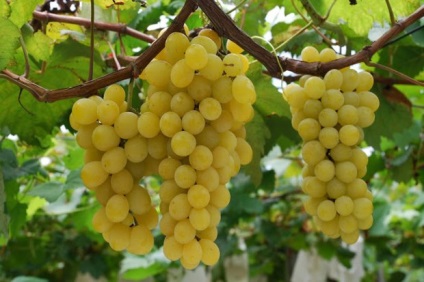 Cultivarea strugurilor în centura de mijloc, sfaturi pentru începători (struguri) Cultivarea strugurilor în centura de mijloc, sfaturi pentru incepatori