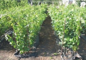 Cultivarea strugurilor în centura de mijloc, sfaturi pentru începători (struguri) Cultivarea strugurilor în centura de mijloc, sfaturi pentru incepatori