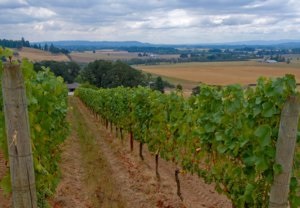 Cultivarea strugurilor în centura de mijloc, sfaturi pentru începători (medie) Cultivarea strugurilor în centura de mijloc, sfaturi pentru incepatori