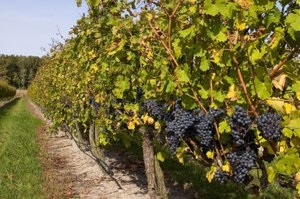 Cultivarea strugurilor în centura de mijloc, sfaturi pentru începători (începători) Cultivarea strugurilor în centura de mijloc, sfaturi pentru incepatori