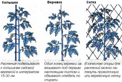tomate Tall creștere tehnologie, de plantare, fertilizare și udare (creștere) tomate Tall creștere tehnologie, plantare, udare și fertilizare