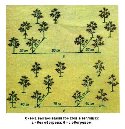 tomate Tall creștere tehnologie, de plantare, fertilizare și udare (tomate plantare cultivarea tehnologie înalt de tomate) tomate Tall creștere tehnologie, plantare, udare și fertilizare