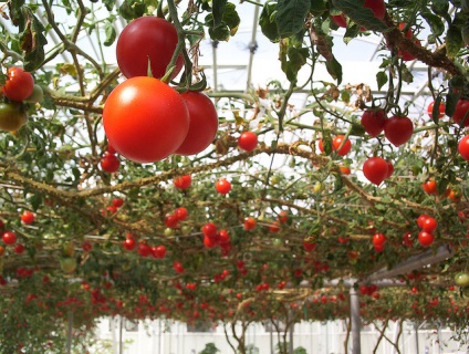 tomate Tall creștere tehnologie, plantare, fertilizare si udare (inaltime) tomate Tall creștere tehnologie, plantare, udare și fertilizare